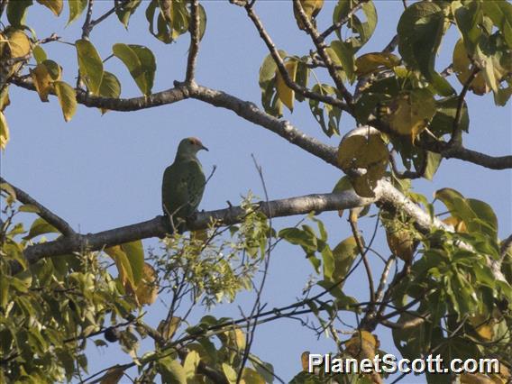 Rose-crowned Fruit-Dove (Ptilinopus regina)