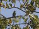 Rose-crowned Fruit-Dove (Ptilinopus regina)