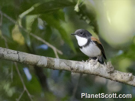 Black-banded Flycatcher (Ficedula timorensis)