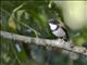 Black-banded Flycatcher (Ficedula timorensis)