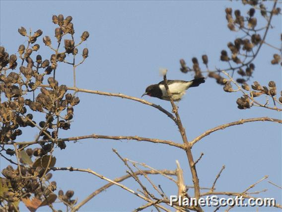 Black-breasted Myzomela (Myzomela vulnerata)