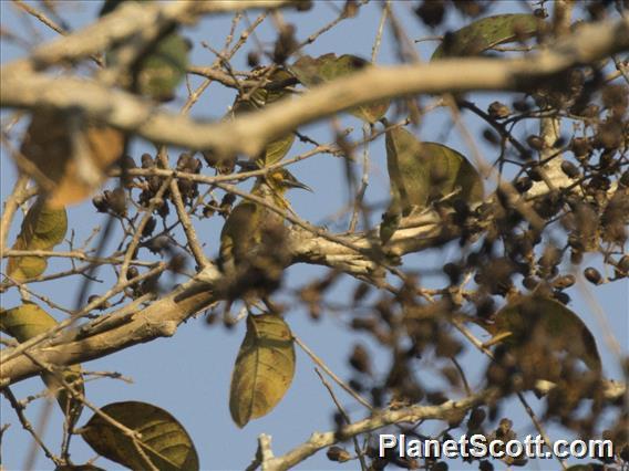 Yellow-eared Honeyeater (Lichmera flavicans)