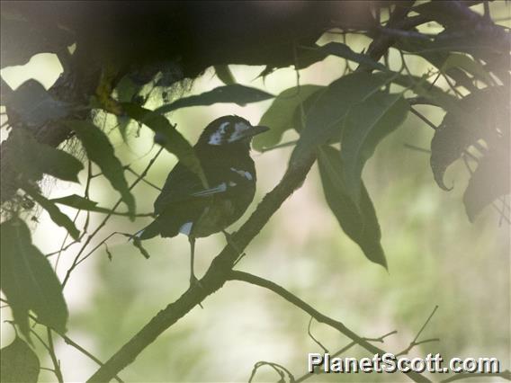 Chestnut-backed Thrush (Geokichla dohertyi)