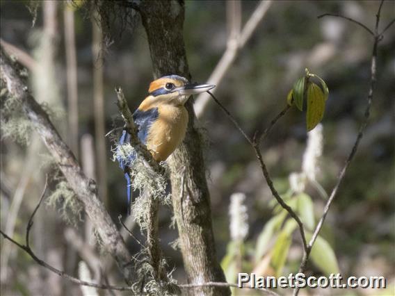 Cinnamon-banded Kingfisher (Todiramphus australasia)