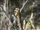 Cinnamon-banded Kingfisher (Todiramphus australasia)