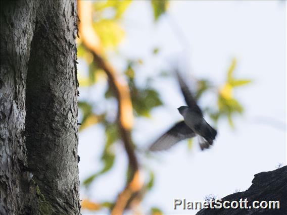 Drab Swiftlet (Collocalia neglecta)