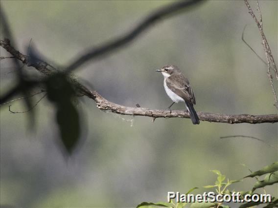 White-shouldered Triller (Lalage sueurii) - Female