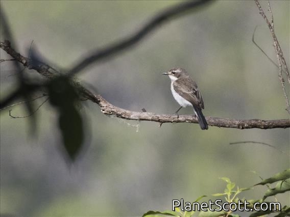 White-shouldered Triller (Lalage sueurii) - Female
