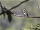 White-shouldered Triller (Lalage sueurii) - Female