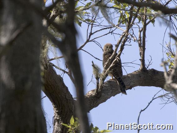 Spotted Kestrel (Falco moluccensis)