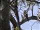 Spotted Kestrel (Falco moluccensis)