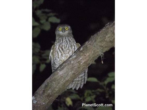 Timor Boobook (Ninox fusca)