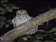 Timor Boobook (Ninox fusca)