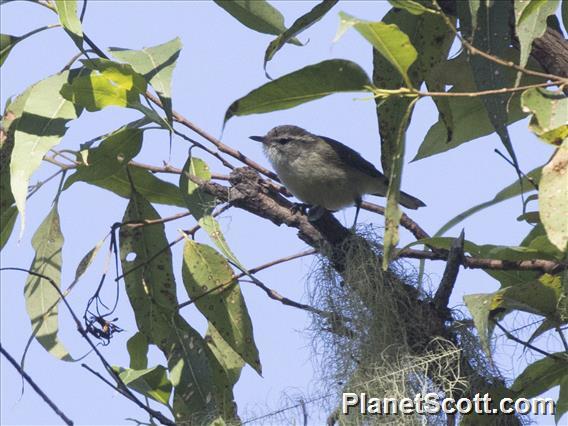 Timor Leaf-Warbler (Phylloscopus presbytes)