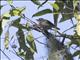 Timor Leaf-Warbler (Phylloscopus presbytes)