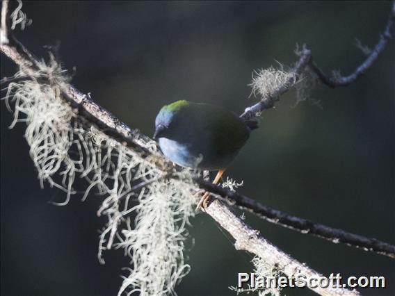 Tricolored Parrotfinch (Erythrura tricolor)