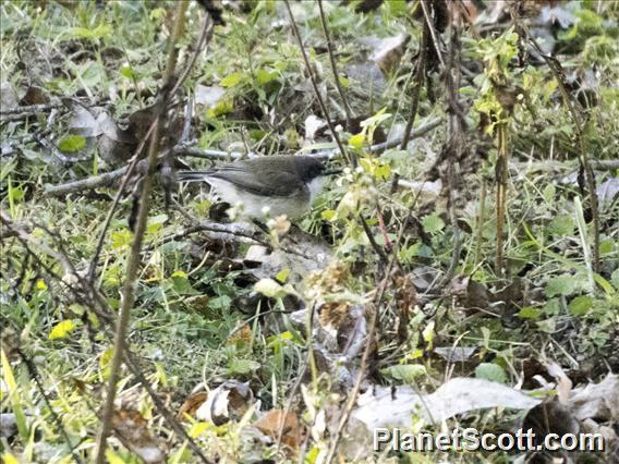 Plain Gerygone (Gerygone inornata)