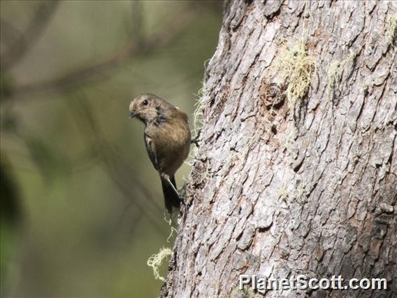 Pied Bushchat (Saxicola caprata) - Female