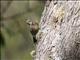 Pied Bushchat (Saxicola caprata) - Female