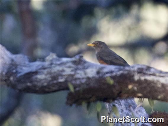 Wallacean Island-Thrush (Turdus schlegelii)