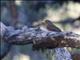 Wallacean Island-Thrush (Turdus schlegelii)