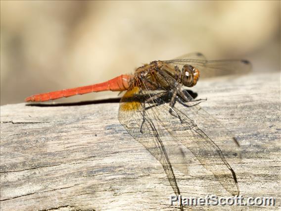 Orange Skimmer (Orthetrum testaceum)