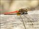 Orange Skimmer (Orthetrum testaceum)