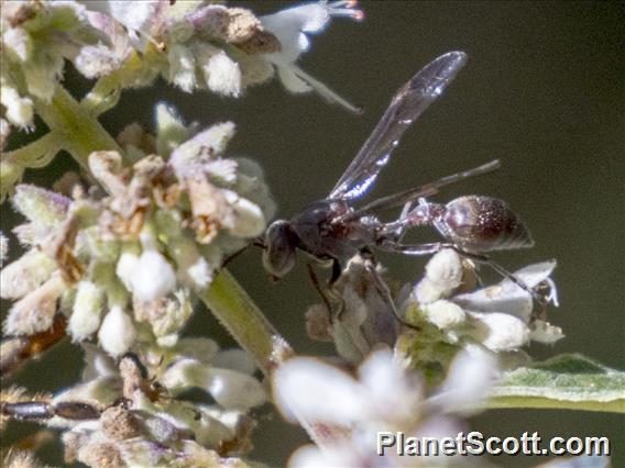 Paper Wasp (Ropalidia sp)