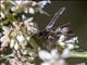 Paper Wasp (Ropalidia sp)