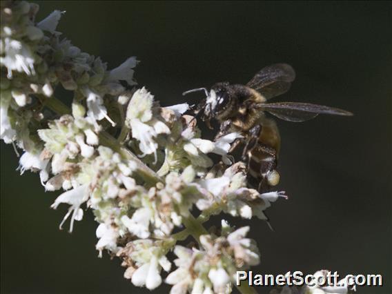 Giant Honey Bee (Apis dorsata)