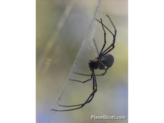 Giant Golden Orbweaver (Nephila pilipes)