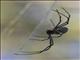 Giant Golden Orbweaver (Nephila pilipes)