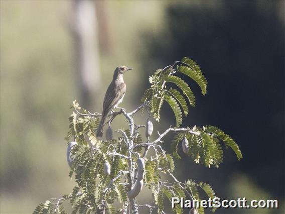 Green Figbird (Sphecotheres viridis) - Female