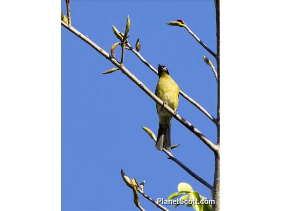 Green Figbird (Sphecotheres viridis) - Male