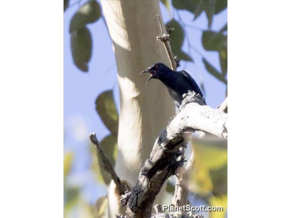 Short-tailed Starling (Aplonis minor)