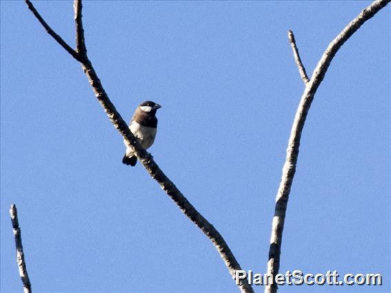 Timor Sparrow (Padda fuscata)