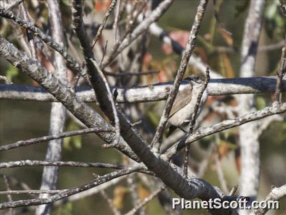 Timor Friarbird (Philemon inornatus)