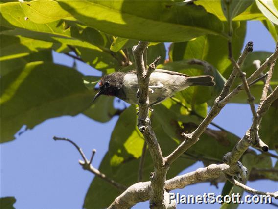 Black-breasted Myzomela (Myzomela vulnerata) - Male