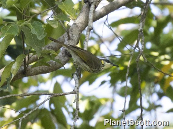 Streak-breasted Honeyeater (Meliphaga reticulata)