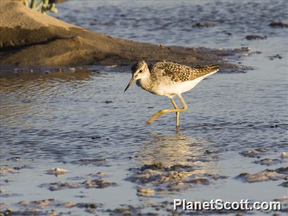 Wood Sandpiper (Tringa glareola)