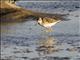 Wood Sandpiper (Tringa glareola)