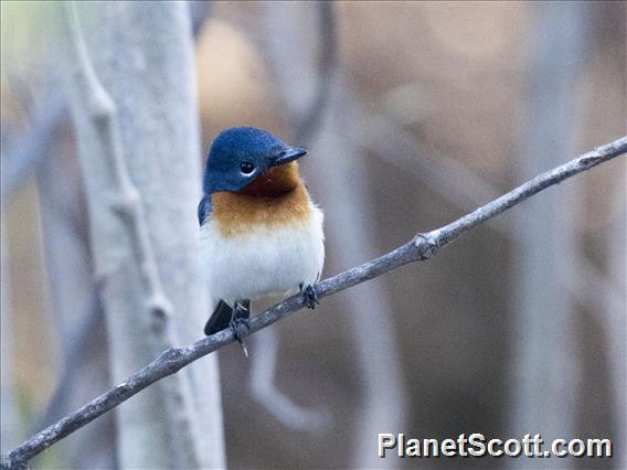 Broad-billed Flycatcher (Myiagra ruficollis)