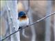 Broad-billed Flycatcher (Myiagra ruficollis)