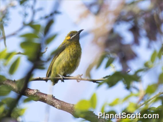 Yellow-eared Honeyeater (Lichmera flavicans)