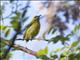 Yellow-eared Honeyeater (Lichmera flavicans)