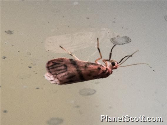 Lichen Moth (Lithosiini sp)