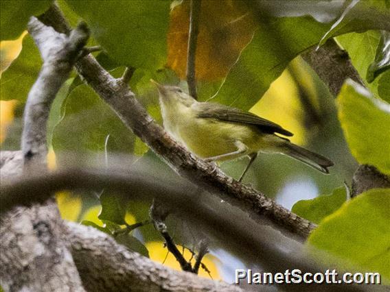 Rote Leaf Warbler (Phylloscopus rotiensis)