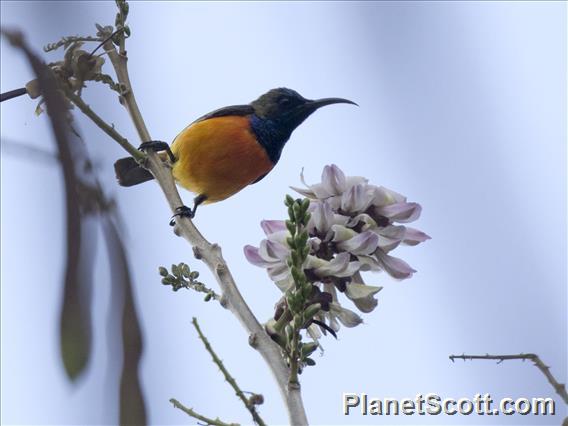 Flame-breasted Sunbird (Cinnyris solaris)