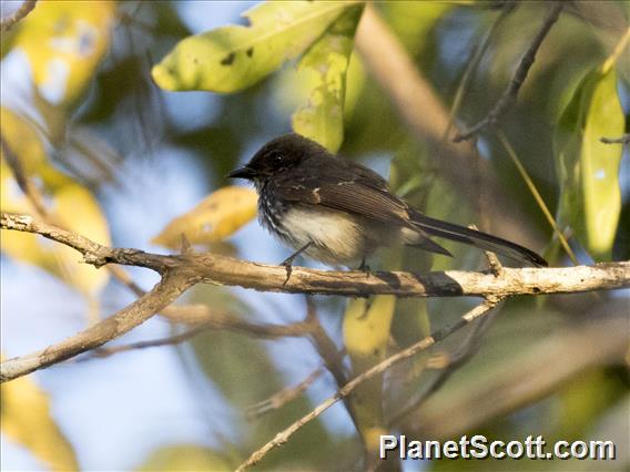 Northern Fantail (Rhipidura rufiventris) - Rote