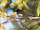 Northern Fantail (Rhipidura rufiventris) - Rote